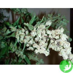 Auto Dr. Grinspoon Feminised
