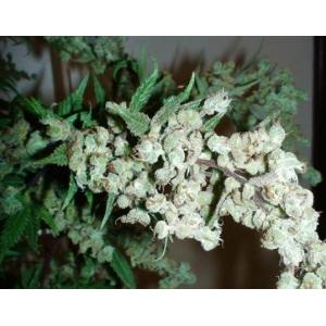 Auto Dr. Grinspoon Feminised