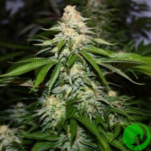 Купить семена быстрорастущие конопли марихуана хороша