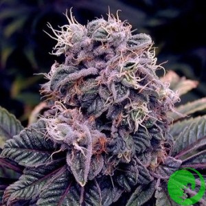 Сильные семена конопли марихуана какое освещение