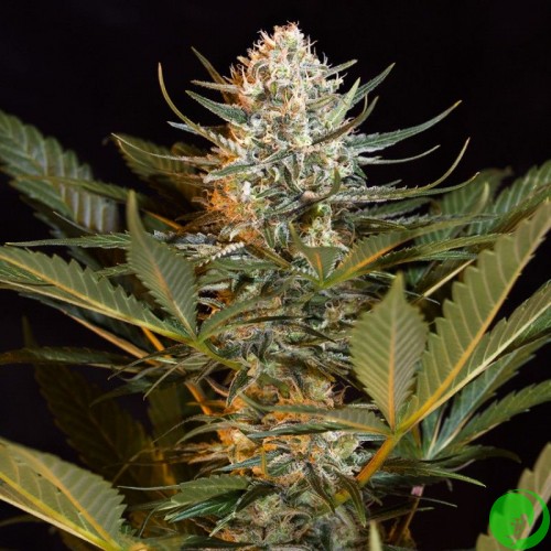 Рейтинг семян марихуаны википедия тора браузера hidra