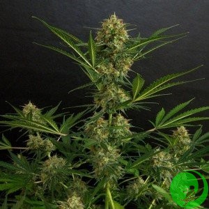 Самая урожайная конопля гидропоника о выращивании марихуаны