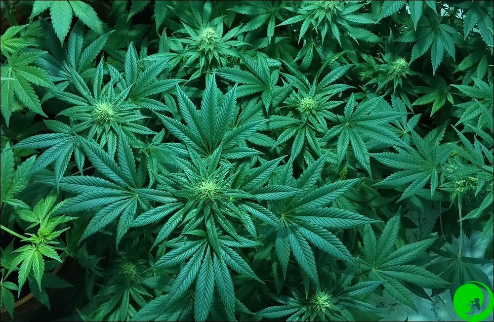 Сколько можно вырастить кустов марихуаны в военкомате проверяют на наркотики