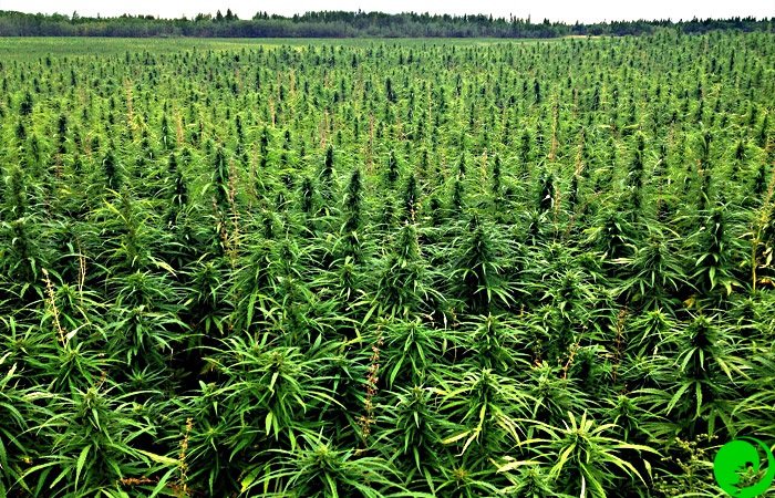 выращивание марихуаны в открытом грунте