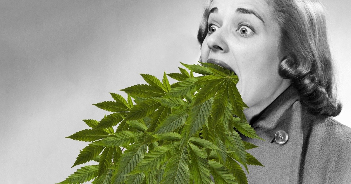 Бывает ли аллергия на марихуану как посадить в домашних условиях коноплю